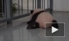 Маленькая панда из московского зоопарка начала ползать