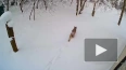 В Ленобласти на видео попала рысь с тремя котятами