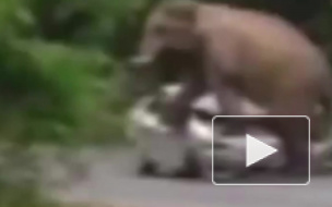 В сеть попало видео, как слон раздавил машину туристов в Таиланде