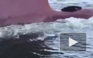 Смешное видео: ленивый тюлень прокатился на носу корабля