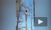 Видео: в Сестрорецке заметили черного дятла