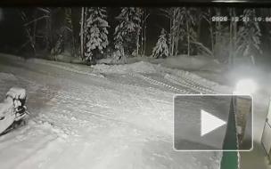 В Коми собака спасла ребенка ценой своей жизни