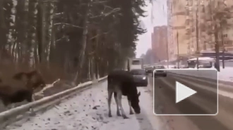 Очевидцы засняли на видео прогулку трех лосей по Балашихе