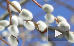 Вербное воскресенье в 2014 году: приметы, традиции и обычаи