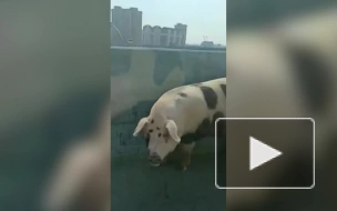 На шоссе у МКАД ловили огромную свинью 