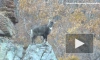 В Приморье сняли на видео самого редкого дикого копытного России