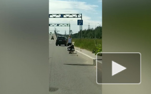 Автомобилисты помогли семейству уток перейти Суздальское шоссе: видео