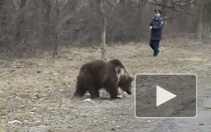 Хищник на опасном расстоянии