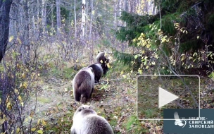 В Нижне-Свирском заповеднике медведи попали в  объектив фотоловушки