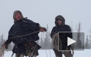 Чум, олени и тундра: канал Piter.TV рассказывает, как живут ненцы