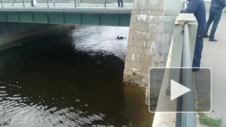 Женщина, которая купалась на Обводном, напугала жителей и попала на видео