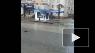 Ондатра на проезжей части