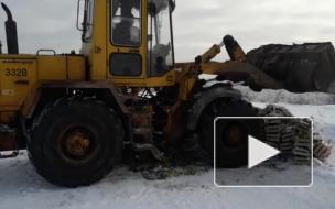 Видео: более тонны польских груш раздавили бульдозером в Петербурге
