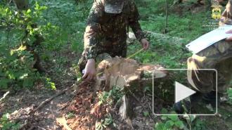 Восемь жителей Кубани получили срок за вырубку лесов