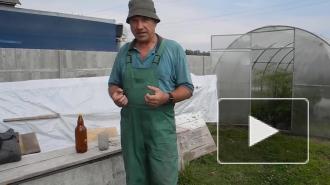 Миколог раскрыла секрет выращивания грибов на дачном участке