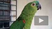 Попугай - оперный певец