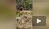 Доверчивый лосёнок вышел к людям в природном парке у Токсово