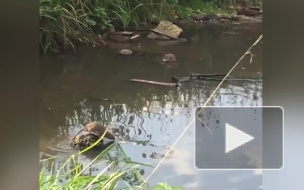 В парке "Сосновка" расплодились крысы