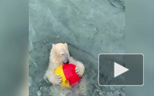 Видео: медведице из Ленинградского зоопарка подарили новые игрушки