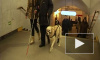 Журналисты Piter.tv первыми спустились в подземку с собакой-поводырем