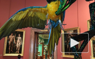 В Эрмитаже поселился крупнейший в мире попугай