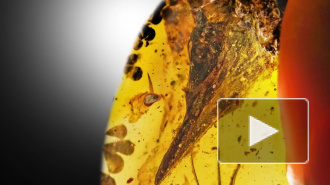 В куске янтаря обнаружили череп самого маленького динозавра в истории