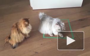 Учёные: кошки любят сидеть не только в реальных, но и в воображаемых коробках