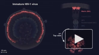 Ученые обнаружили функцию загадочного компонента ВИЧ