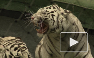 Запашный про тигриц: Жанна неуравновешенная, Анита красивая девка