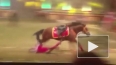 Видео смерти акробатки цирка под копытами лошади шокиров...