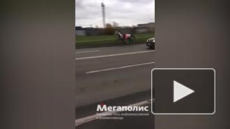 На Краснопутиловской улице заметили коня без седока