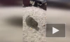 Ленинградский зоопарк показал видео с карликовыми мангустами