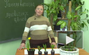 Выгоняем гиацинты