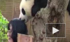 Забавное видео из Китая: детеныш панды легонько укусил посетительницу зоопарка