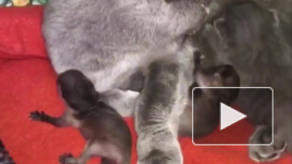 Заботливое видео из Владивостока: Кошка взяла на воспитание новорожденных детенышей енота