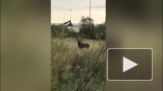Молодой лось попал в "заложники" в промзоне в Шушарах