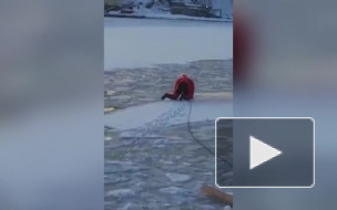 Появилось видео спасения собаки на дрейфующей льдине на Камчатке