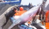 Голубой тунец под угрозой уничтожения