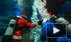 В аквариуме петербургского океанариума установили ёлку