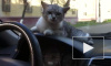 Забавное видео из Брянска: водитель посадил кота за руль