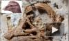 3D-модель черепа зародыша динозавра установила необычный факт