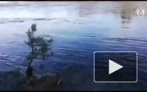 В Мурманской области нашли тело пропавшей 4-летней девочки 