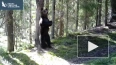 Медведь устроил танцы у дерева в заповеднике Ленобласти ...