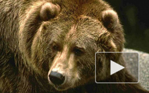 В Якутии медведь пробрался в комнату к женщине и укусил ее