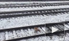 Видео: лиса не заметила поезд