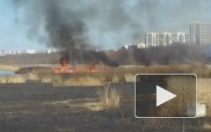Видео: в Приморском районе горит камыш на фоне "Лахта Центра" 