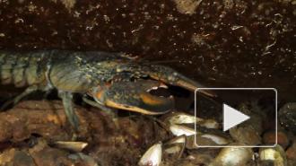 В самом жарком месте на Земле нашли пресноводных ракообразных