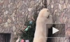 В Ленинградском зоопарке показали, как медведица Хаарчаана украшает ёлку игрушками