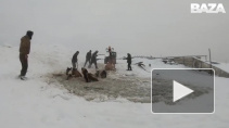 Видео: В Башкирии спасли ушедших под лёд лошадей