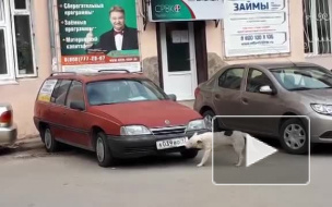 Видео из Ялты: Собака ворует номерные знаки с машин